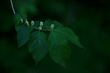 leaf with a white little flowers in a green background