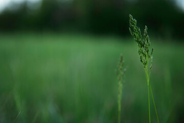 grass in the morning