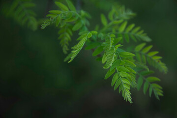 close up of green fern