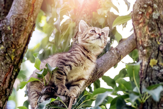 Small striped kitten in the garden on a tree on a sunny day
