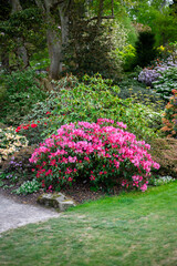 Beautiful Garden with blooming trees and bushes during spring time, Wales, UK, early spring flowering azalea shrubs