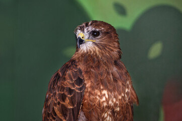 The wild bird of prey buzzard, Buteo buteo, looks to the left in the zoo enclosure. Portrait. Close-up.