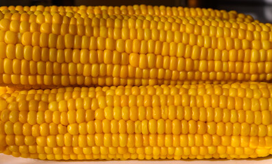 Two delicious yellow ears of boiled corn under the summer sun. Close-up, copy space.