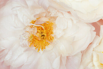 Closeup white peony flower with yellow stamens, beauty in nature, natural floral background, selective focus. Natural fresh blossoming flower of peony. Spring blooming, aesthetic flowery poster