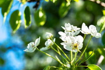 Blooming branches of a pear tree against a blue sky background close-up.. A spring tree blooms with white petals in a garden or park