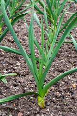 Young leek plants growing in a vegetable garden