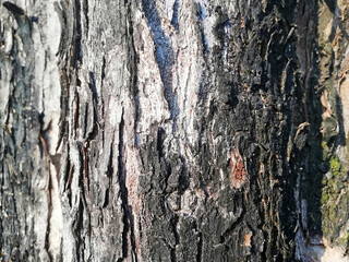 Close up of old dry tree skin