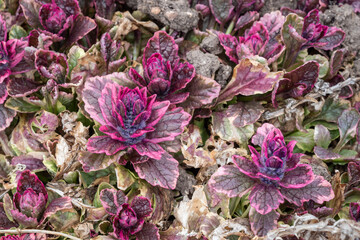 Bugleweed's colorful leaves (Ajuga reptans). Medicinal plants