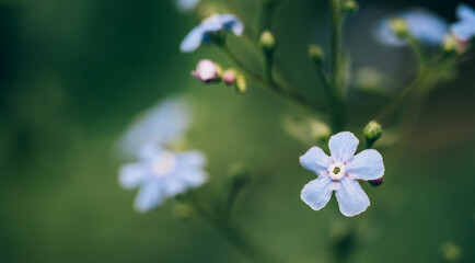 Blue myosotis flowers against blurred background.