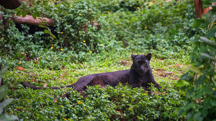 Black black jaguar panther tiger on green grass lawn in zoo © Blanscape