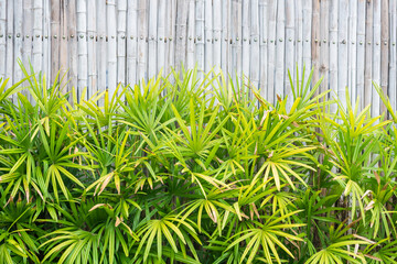 green leaves with bamboo wood fence textured background