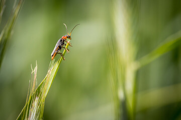 one soft beetle sits on an ear of grain