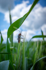 one soft beetle sits on an ear of grain