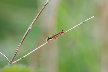a colorful butterfly caterpillar crawls over a reed