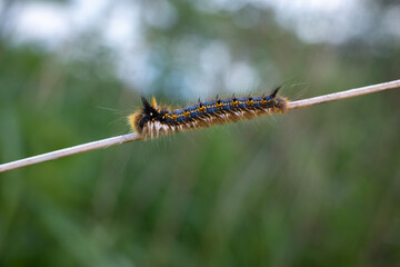 a colorful butterfly caterpillar crawls over a reed
