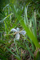 a big dragonfly with broken wings lies on the ground in the grass