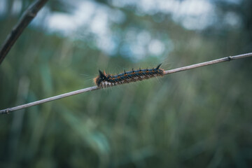 a colorful butterfly caterpillar crawls over a reed