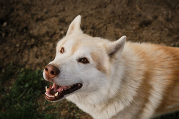 The Northern sled dog rests in summer. Beige Siberian husky with brown eyes portrait close up, looks and smiles. View from above.
