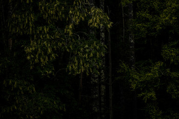 Deep Greens On The Edge Of The Woods