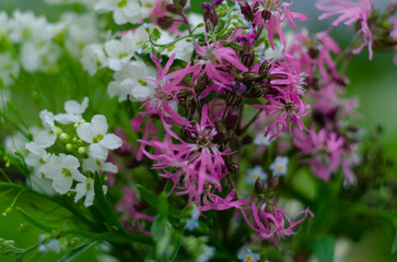 Beautiful assortment of brightly coloured wild flowers growing from a patch of grass