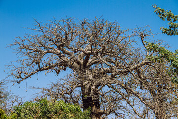 Baobab tree