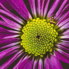 A vibrant view of a purple pompom flower