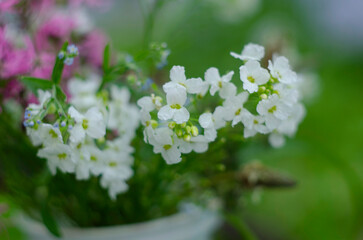 Beautiful assortment of brightly coloured wild flowers growing from a patch of grass