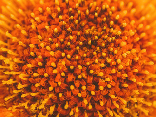 A close up details of a gerber daisy