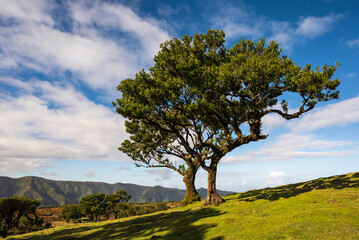 Fototapeta na wymiar Scenic view of the landscape at Fanal, Madeira, under a beautiful blue sky with some clouds, with two of the famous ancient stinkwood laurel trees, Laurissilva Nature Reserve