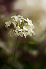 close-up of Lunaria white flowers in the natural light