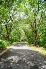 Fototapeta na wymiar Road or trail in a forest park