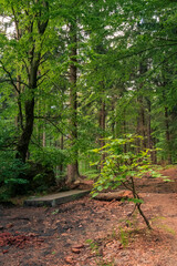 Samotne drzewko ścieżka leśna