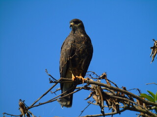 harris hawk