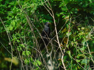 Smooth-billed Ani eat a lacust