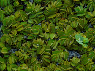 natans salvinia