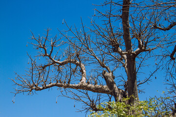 Baobab in Sénégal 