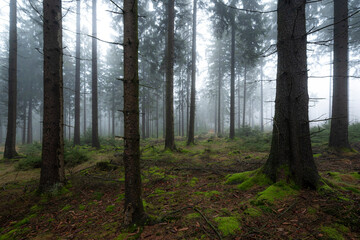 Misty forest landscape with coniferous trees and moss-covered floor and mysterious light and fog in background, Mörth, Teutoburg Forest, Germany