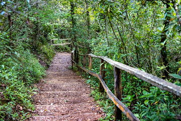 path in the woods