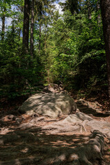 Kamień leśna ścieżka