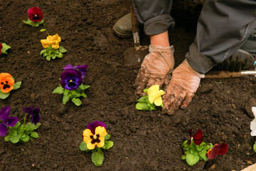  Spring planting flowers on the flower beds in the garden.
