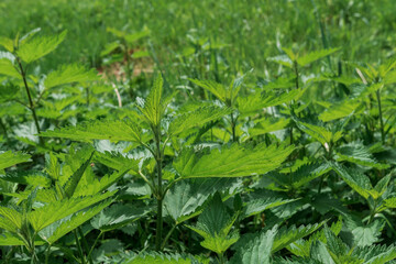 Leśna pokrzywa super chwast