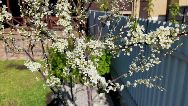 Slow panning over the beautiful white flowers of a flowering plum tree. Spring flowering of fruit trees. Lots of beautiful plum branches with white buds and green leaves, taken close-up.