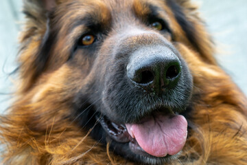 head of a German Shepherd Dog