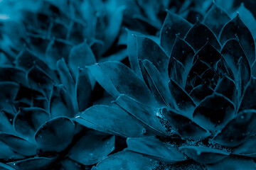 blue plants rockery background