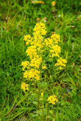 yellow flowers in the garden