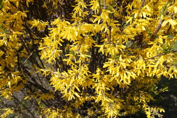 Beautiful yellow forsythia in sunlight