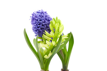 Blue Hyacinth flowers spring blossom isolated on white
