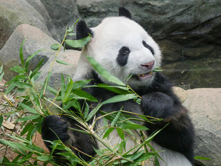 Giant Panda eating bamboo shoots and leaves. The giant panda (Ailuropoda melanoleuca) also known as...
