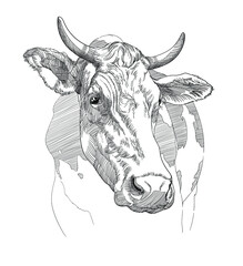Sketch of a cow. Vector illustration. Vintage