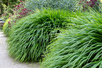 Hakonechloa macra or japanese forest grass or hakone grass